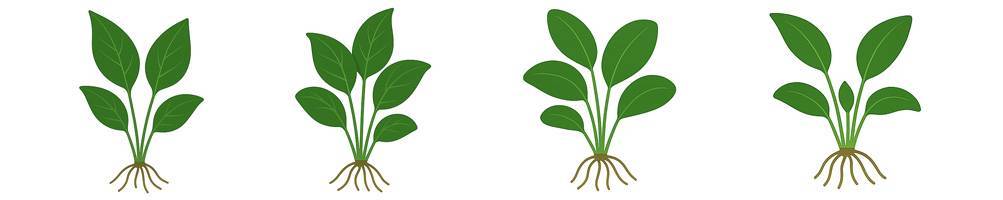 Anubias
