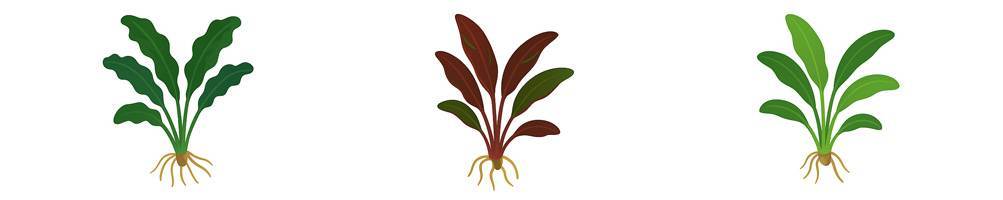 Bucephalandra
