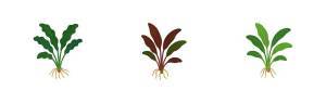 Bucephalandra