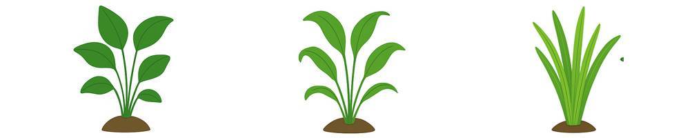 Cryptocoryne