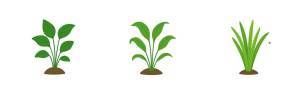 Cryptocoryne