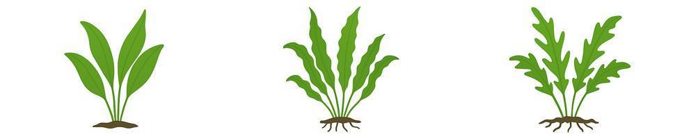 Microsorum
