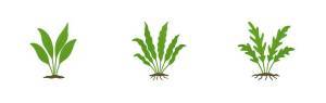Microsorum