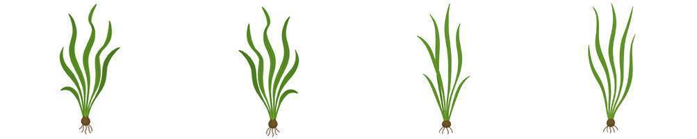 Vallisneria