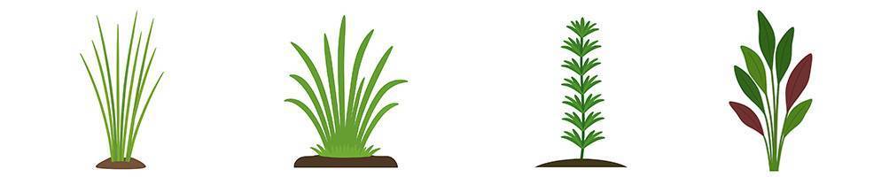 Otros géneros de plantas acuáticas