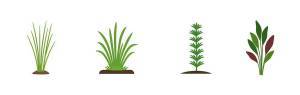 Otros géneros de plantas acuáticas