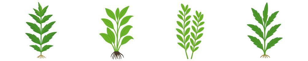 Hygrophila