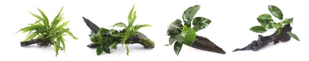 troncos plantados plantados para acuarios