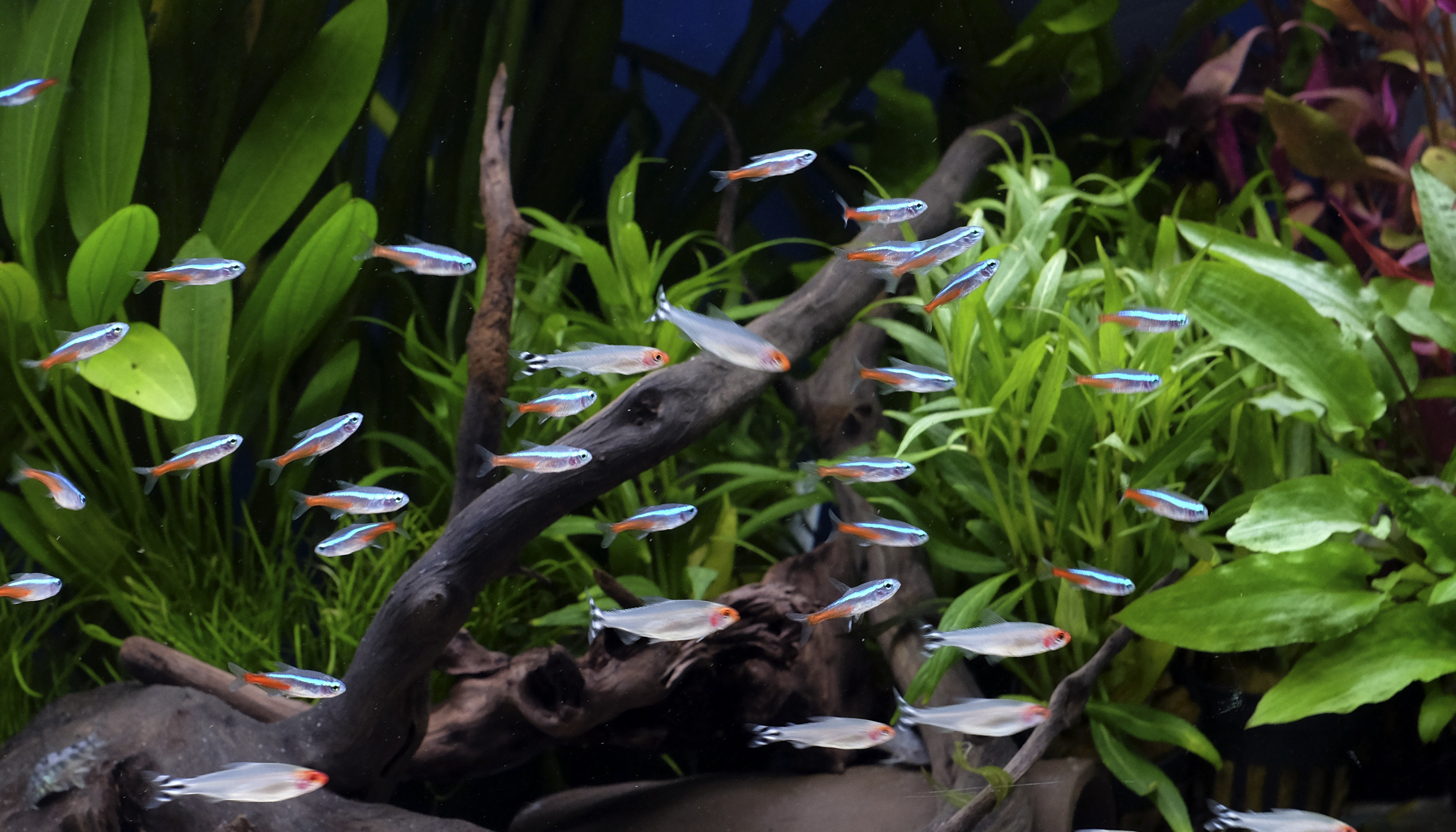 Sollozos recibir Destino Acuariofilia Natural - My Fish Room - Tienda de acuariofilia en Málaga